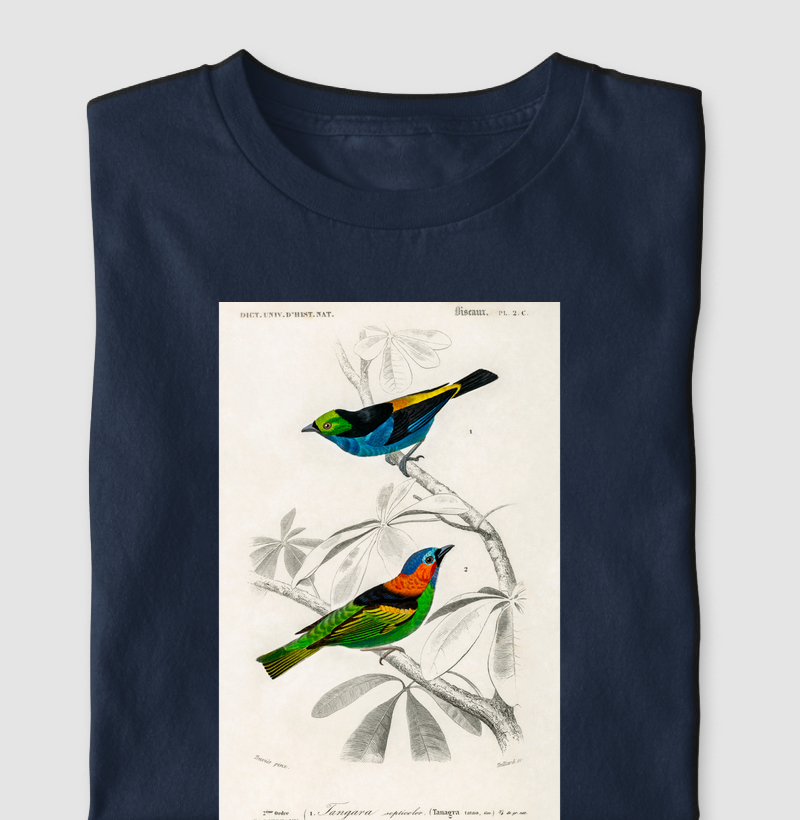 Saíra-sete-cores e Saíra-militar