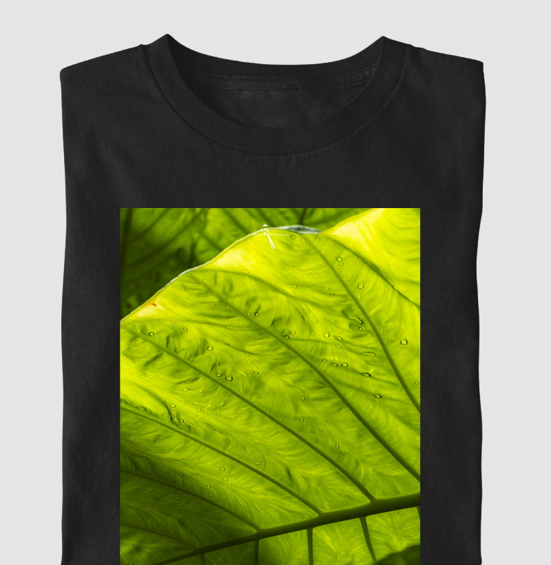Alocasia