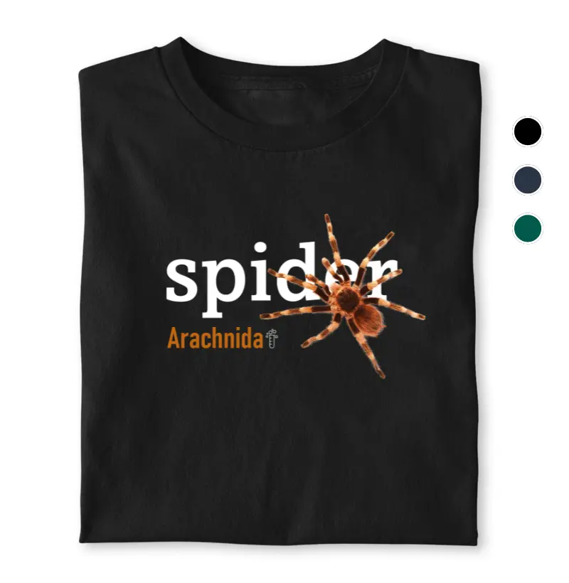 Spider