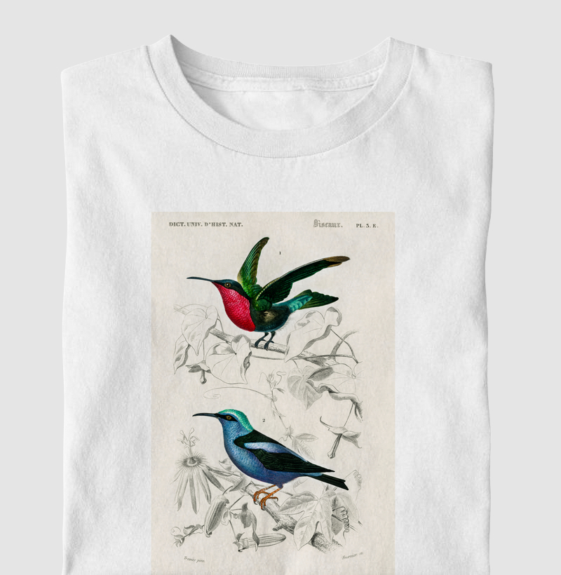 Colibri e Saíra-beija-flor