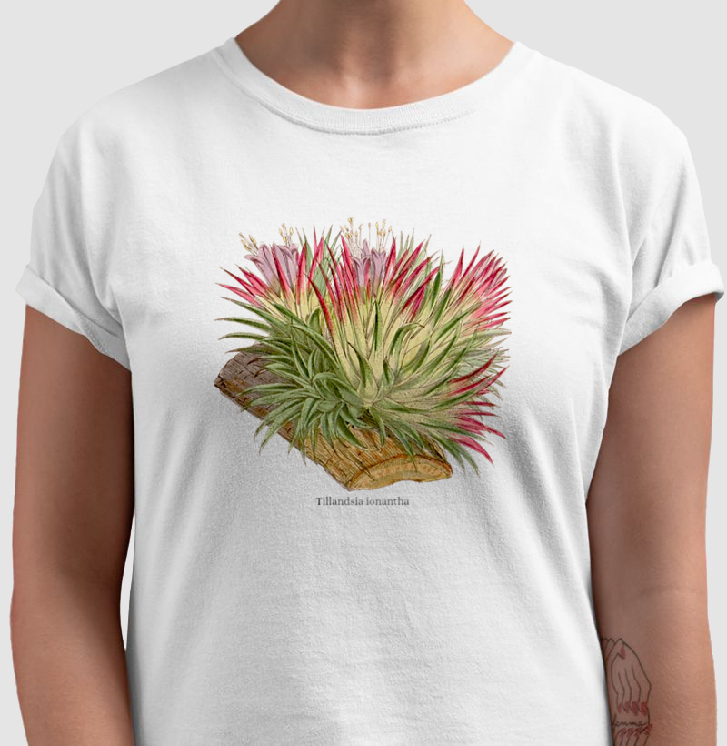 Camiseta Tshirt Tillandsia ionantha