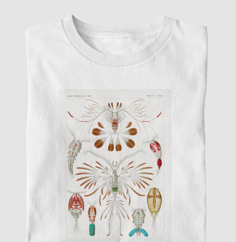 Copepoda–Ruderkrebse