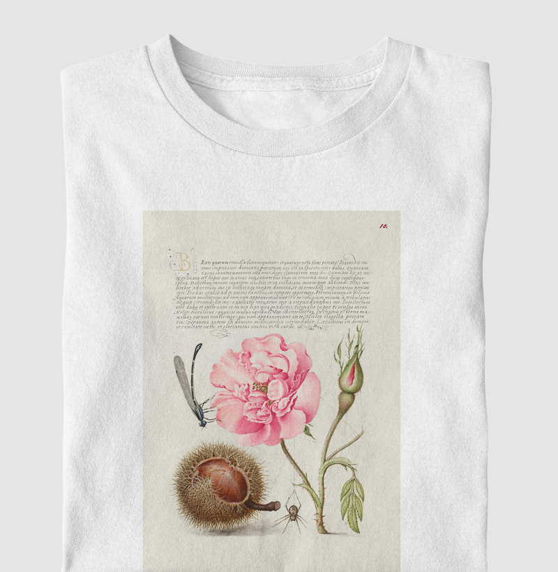 Damselfly, French Rose, Spanish Chestnut, and Spider