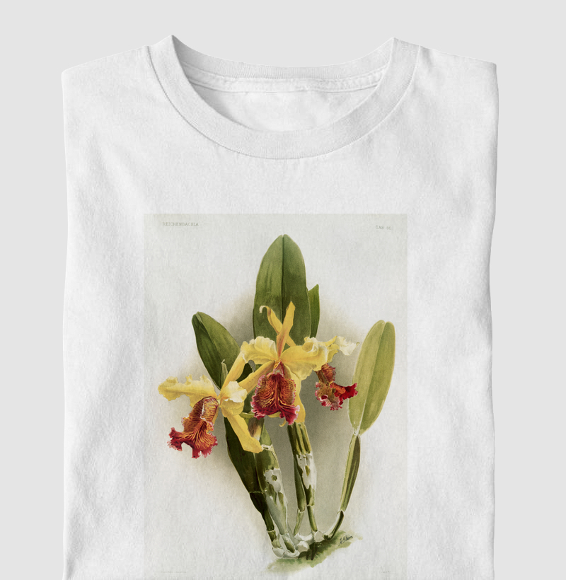 Cattleya dowiana var chrysotoxa