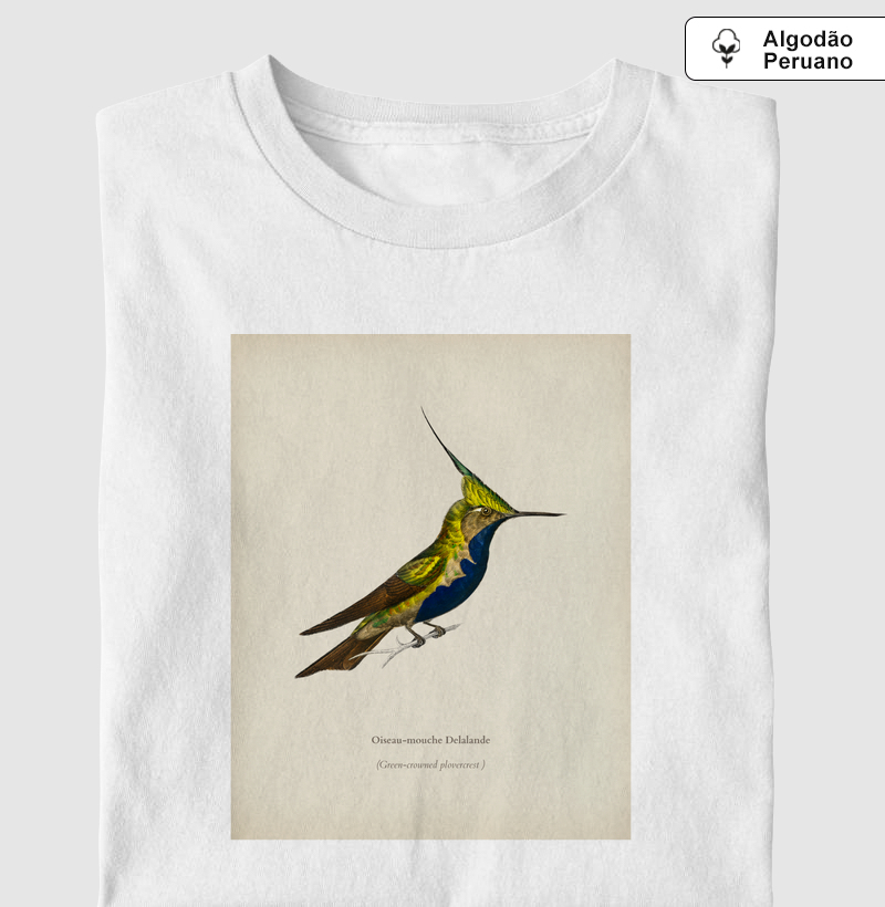 Beija-flor-de-topete-verde