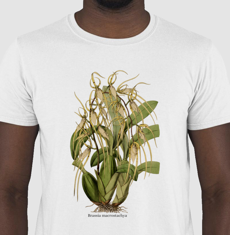 Camiseta T-Shirt Brassia macrostachya