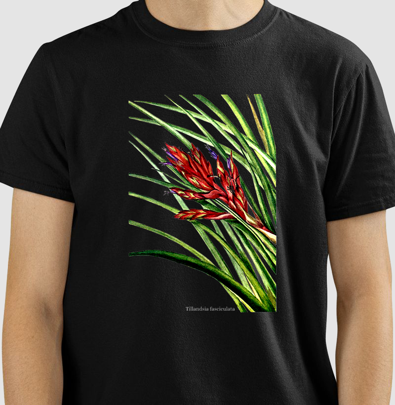 Camiseta Tshirt Tillandsia fasciculata