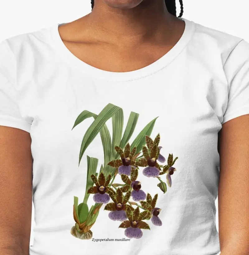 Baby Look Zygopetalum maxillare
