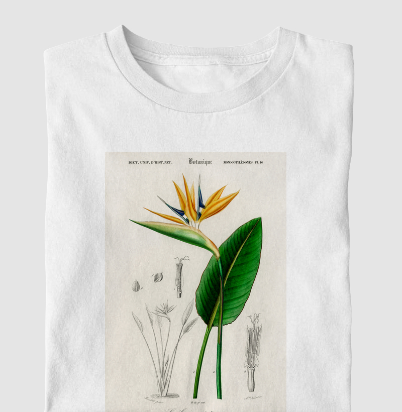 Bird of paradise
