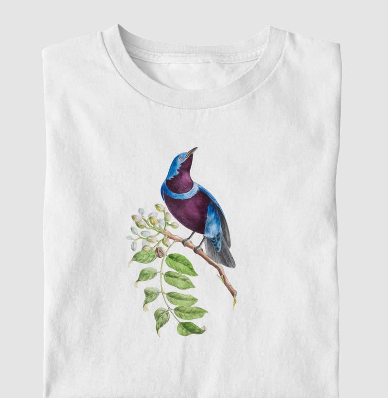 Cotinga-de-faixa