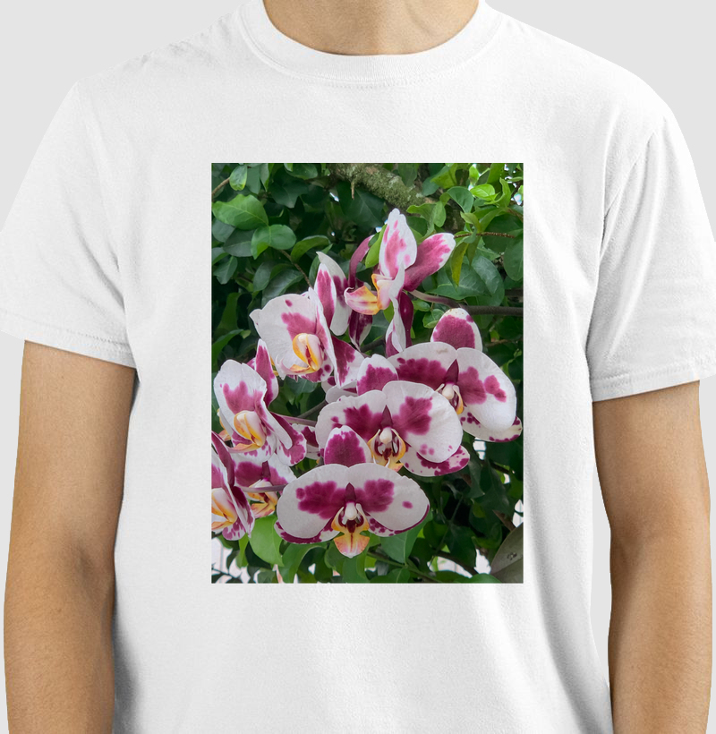 Orquideas