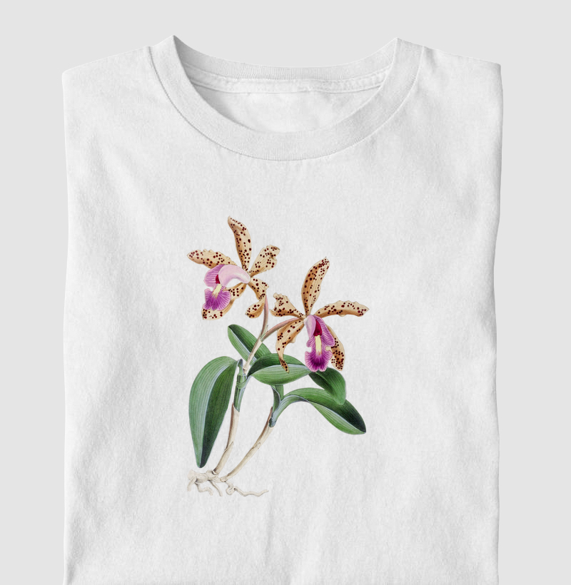 Cattleya Quinquecolor