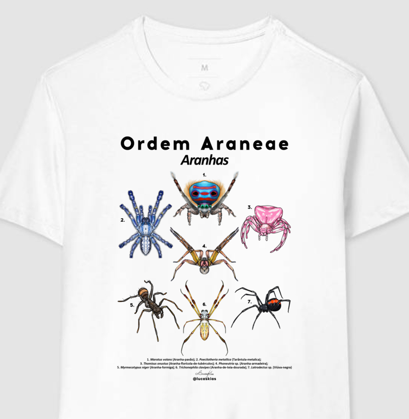 Ordem Araneae | Aranhas - Modelo A