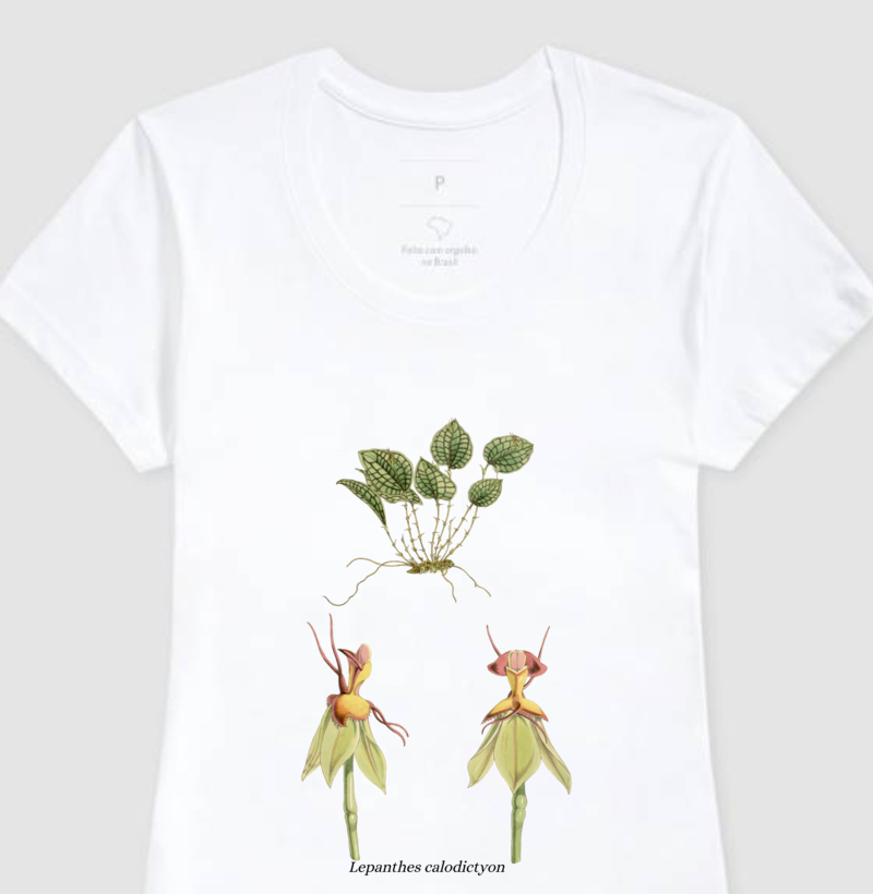 Baby Look Lepanthes calodictyon