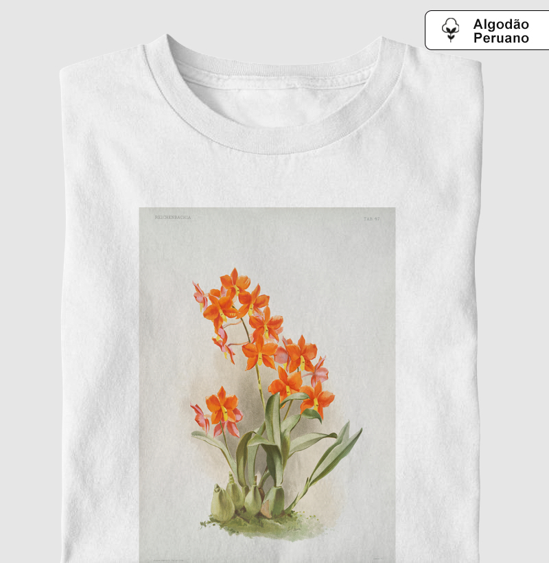 Epidendrum vitellinum