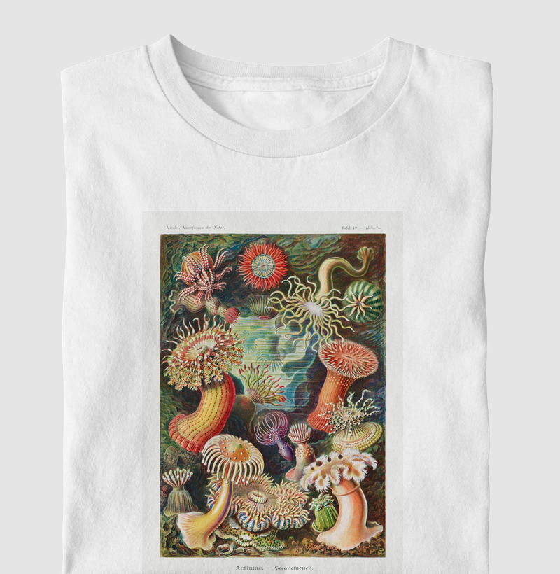 Haeckel Actiniae