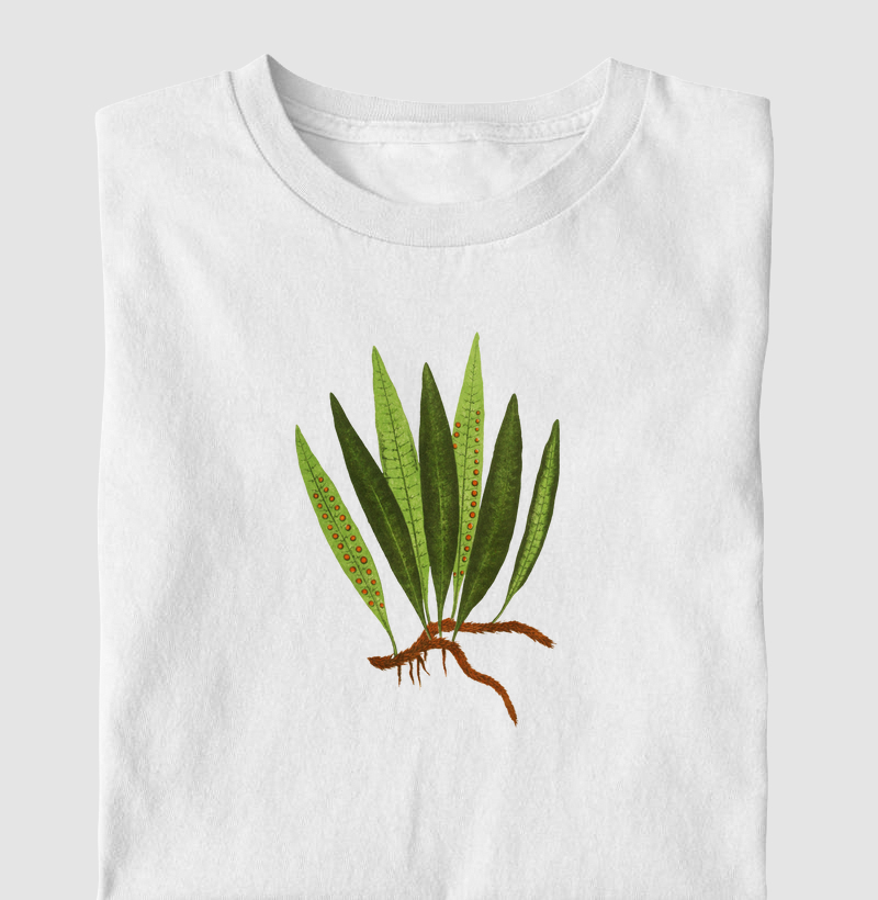 Polypodium Lycopodioides