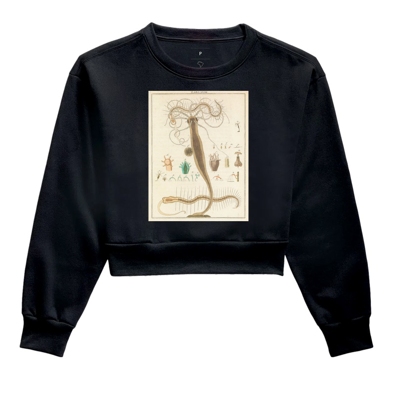 Amusement microscopique (1764)