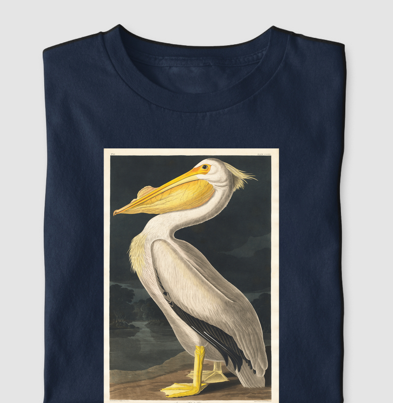 American White Pelican
