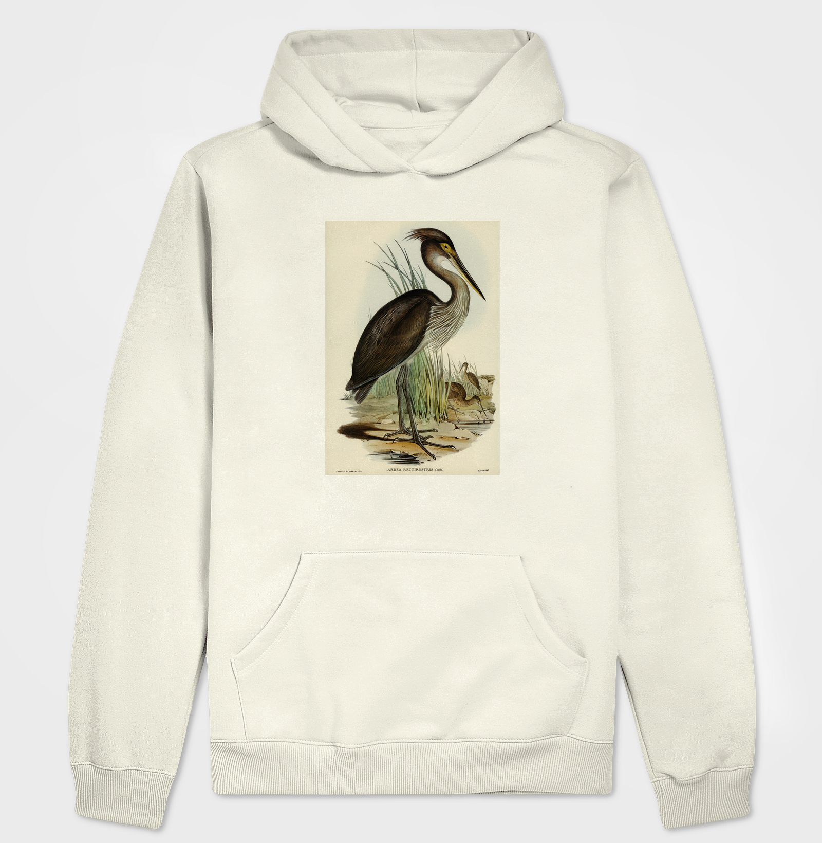 Great-billed Heron