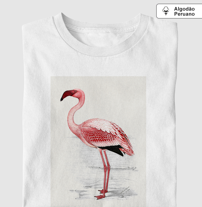Lesser Flamingo