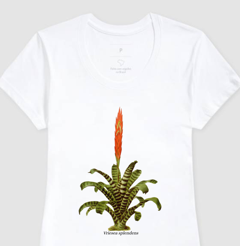 Baby Look Vriesea splendens