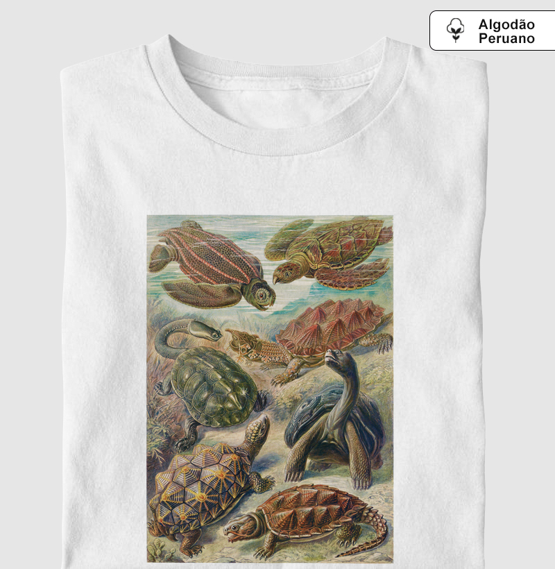 Chelonia–Schildkröten