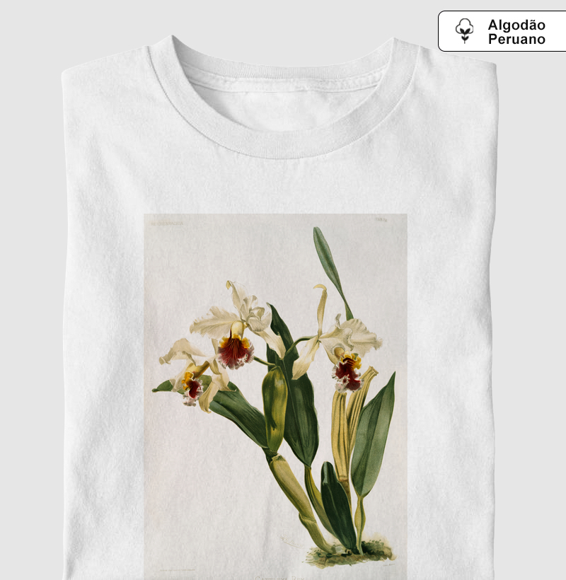 Cattleya rex