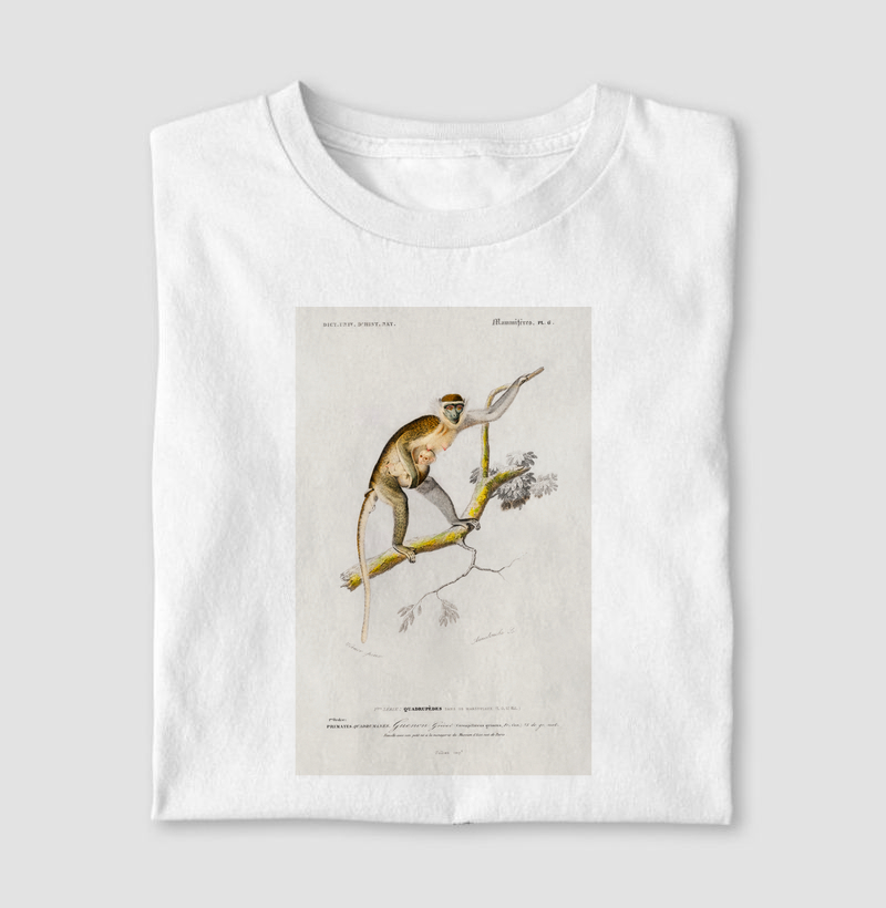 Guenon Grivet