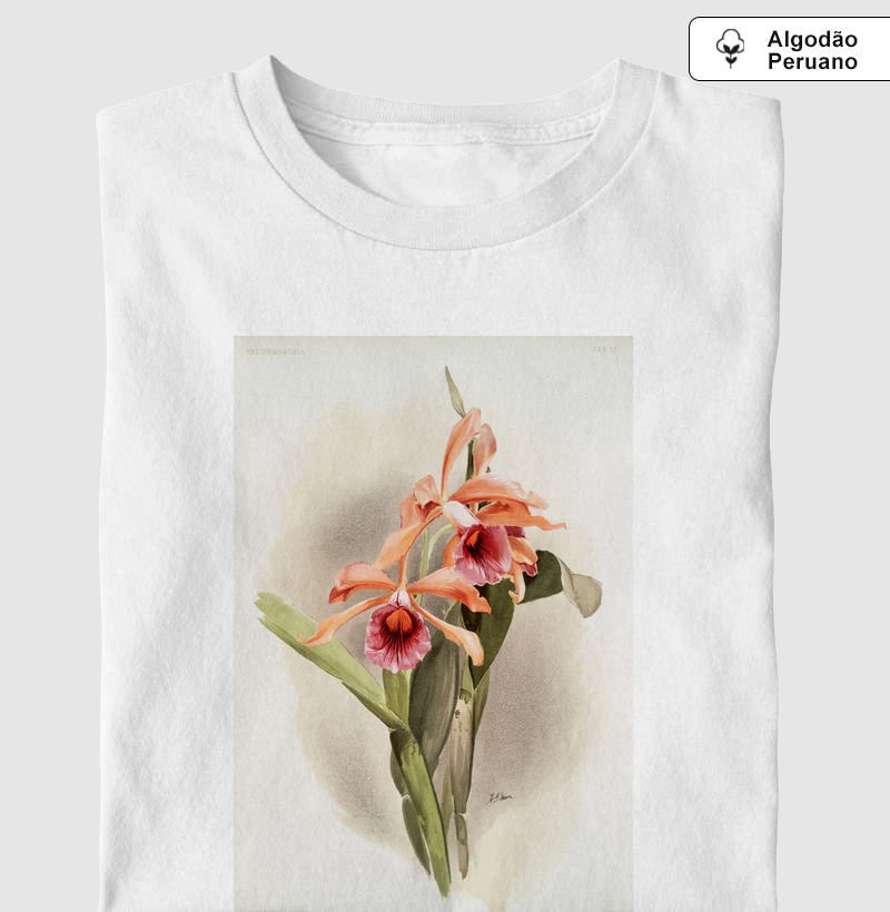 Cattleya grandis
