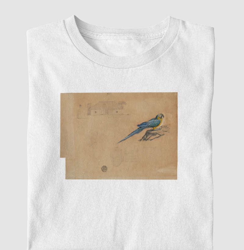 Study of Guacamaya