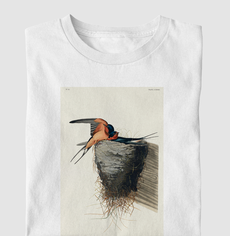 Barn Swallow