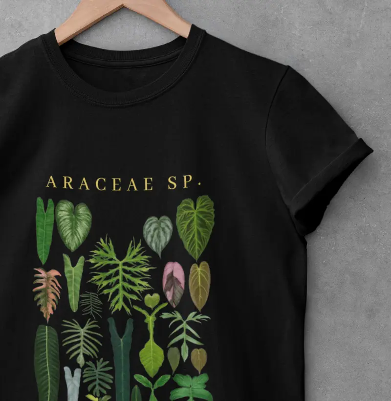 ARACEAE SP