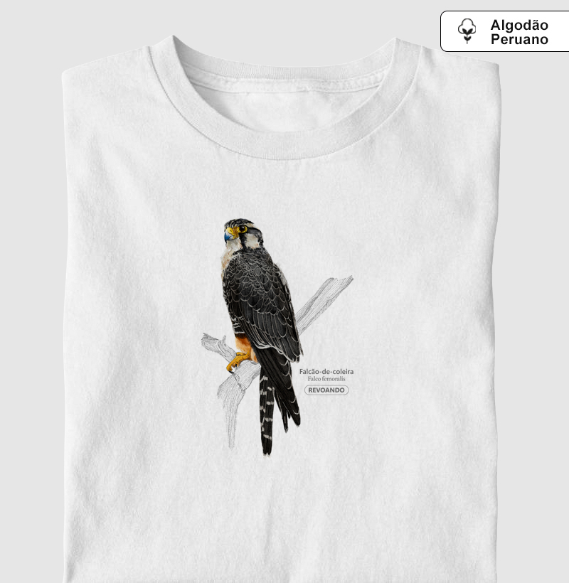 Aves do Brasil - Falcão de Coleira - Algodão Peruano