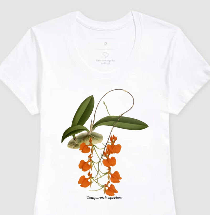 Baby Look Comparettia speciosa