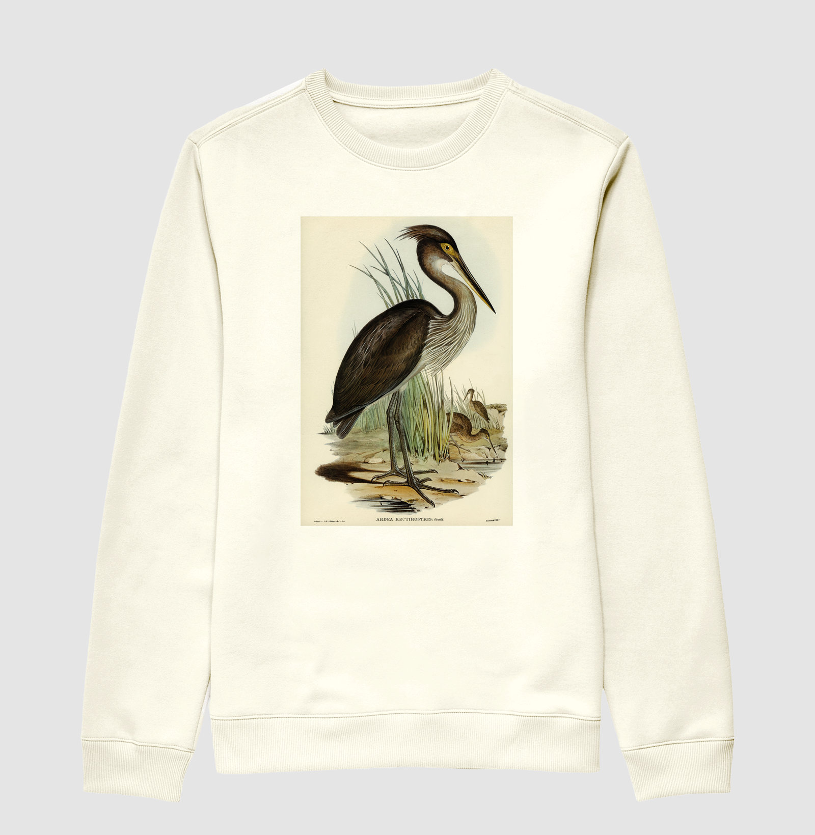 Great-billed Heron