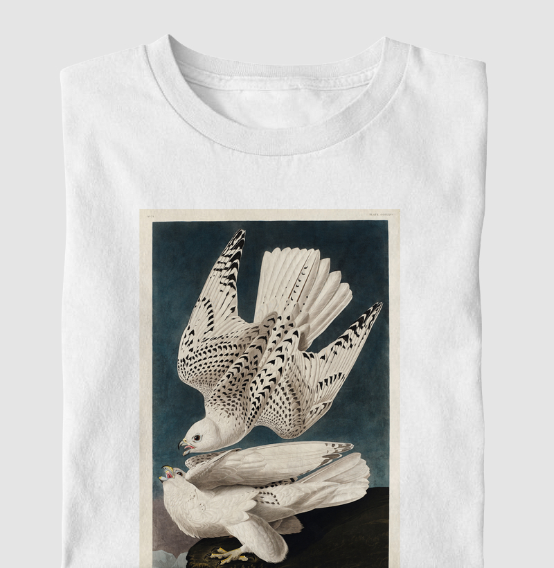 Iceland Jer Falcon