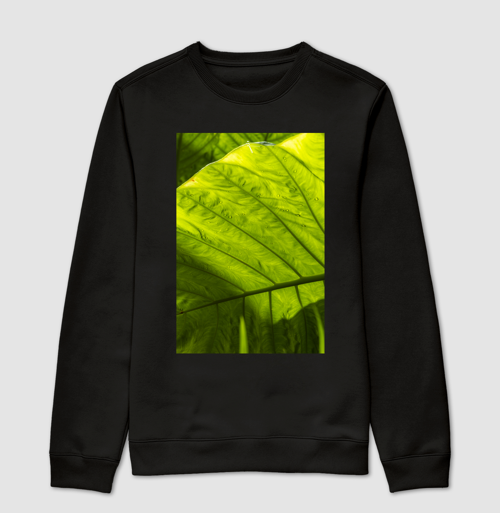 Alocasia