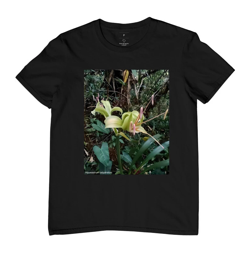 HIppeastrum