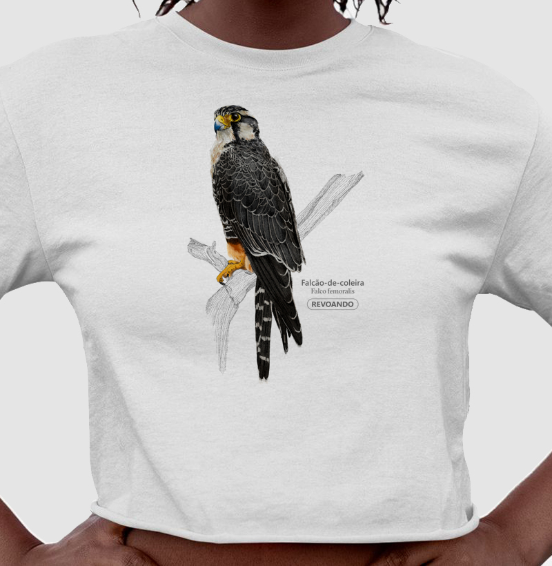 Aves do Brasil - Falcão de Coleira - Cropped