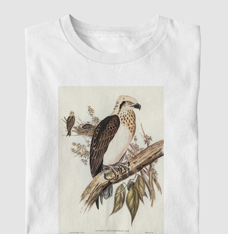 White-headed Osprey