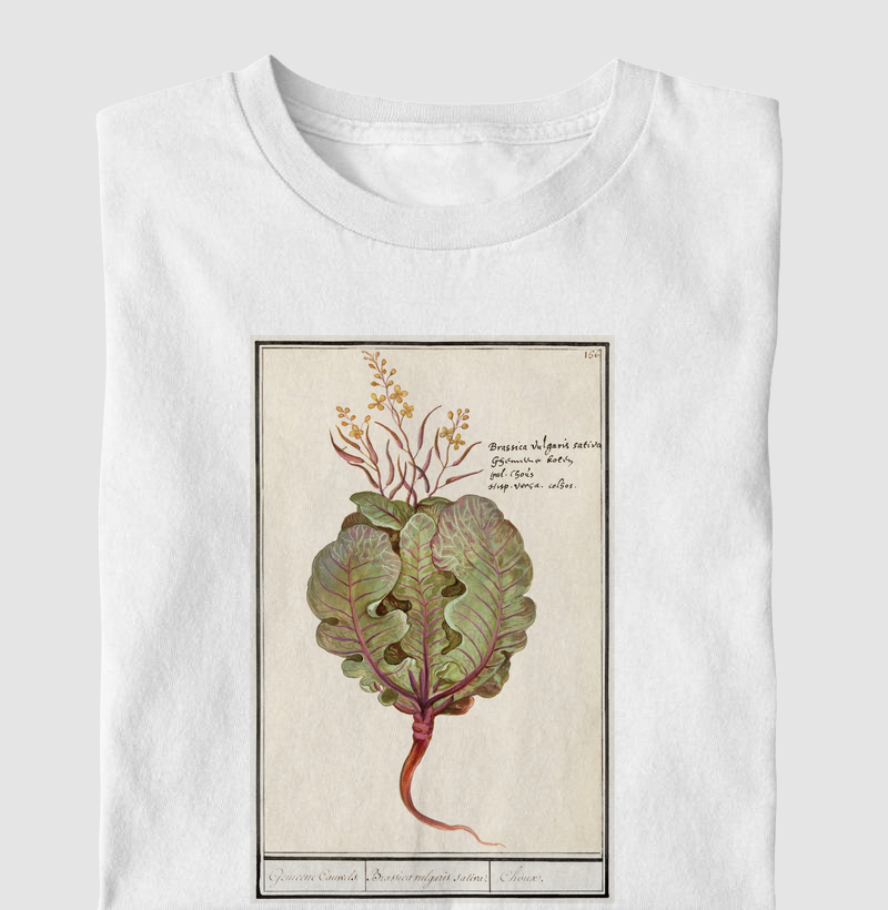 Brassica oleracea