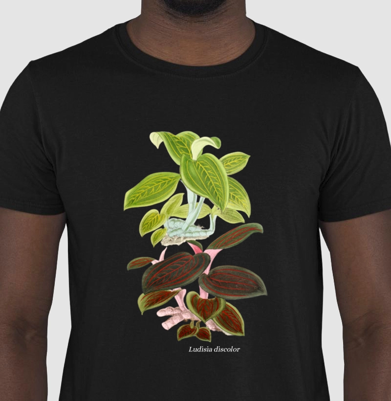 Camiseta Ludisia discolor