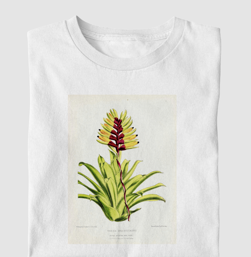 Vriesia Brachystachys