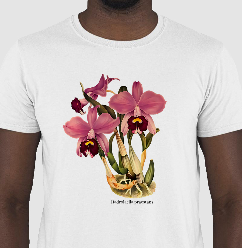 Camiseta Tshirt Hadrolaelia praestans