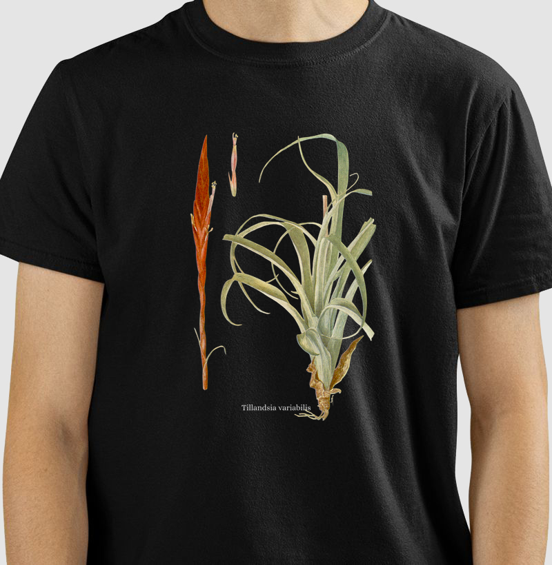 Camiseta Tshirt Tillandsia variabilis