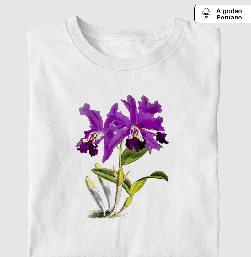 Cattleya Mardellii