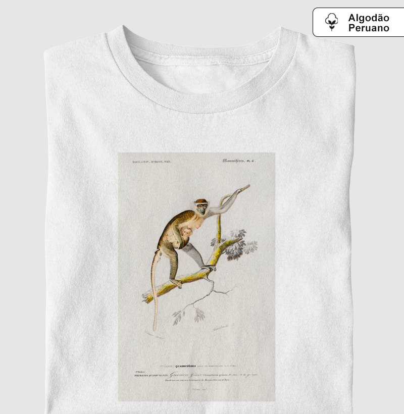 Guenon Grivet