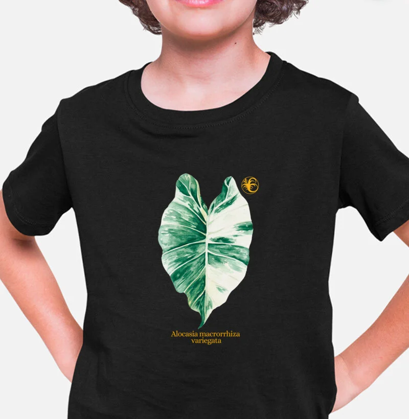 Alocasia Variegata 