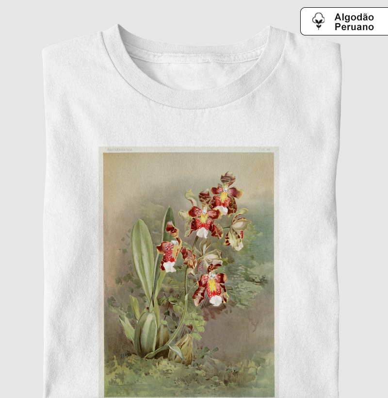 Odontoglossum harryanum
